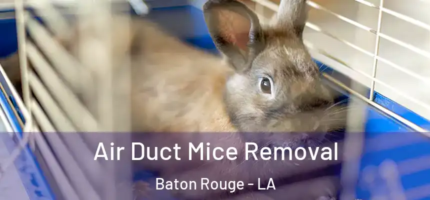 Air Duct Mice Removal Baton Rouge - LA